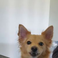 Southeast Pet Hospital ico