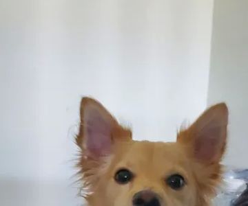 Southeast Pet Hospital