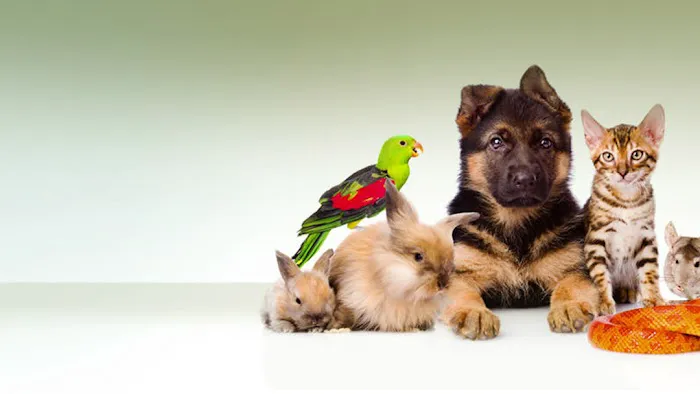Southeast Pet Hospital 4