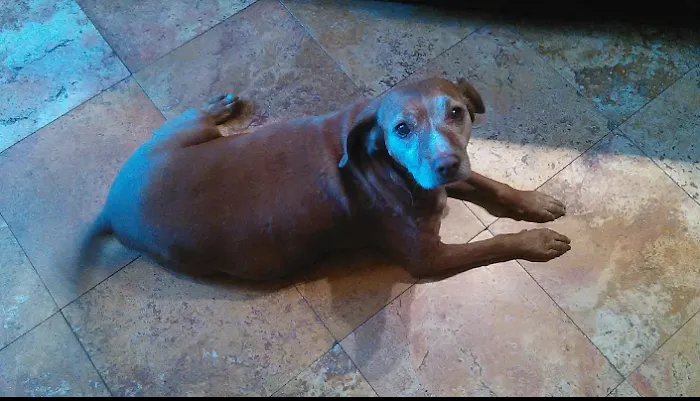 Southeast Pet Hospital 9