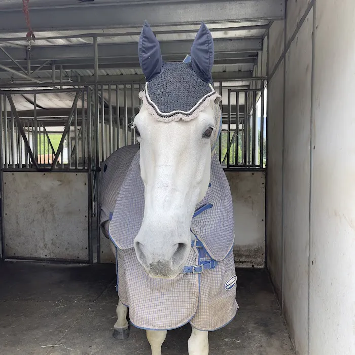 Equine Innovative Medicine 12