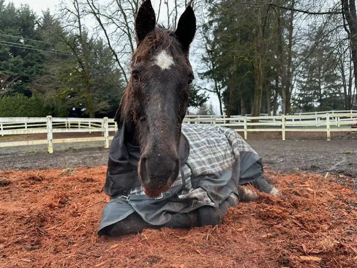 Equine Innovative Medicine 12