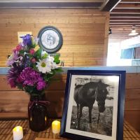 Equine Innovative Medicine ico