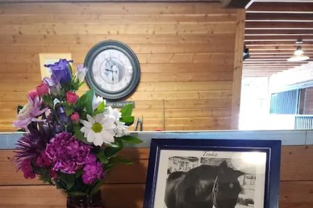 Equine Innovative Medicine