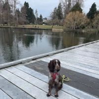 North Creek Pet Hospital ico