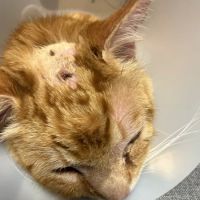Veterinary Specialty Center of Seattle ico
