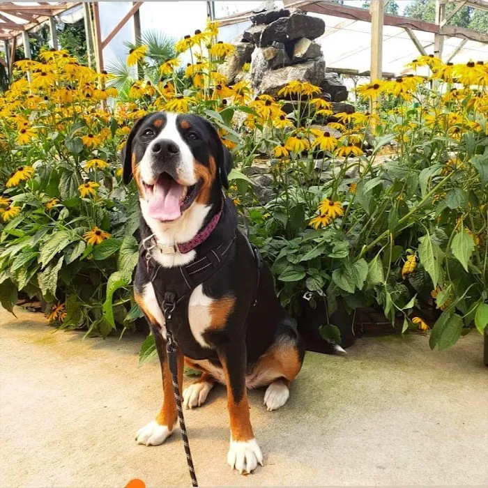 Veterinary Specialty Center of Seattle 12