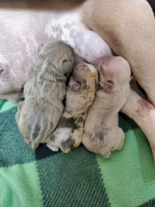 Puppy Luv 1