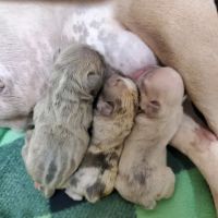 Puppy Luv ico