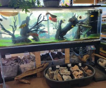 Fins & Filters -Pet Suppliers