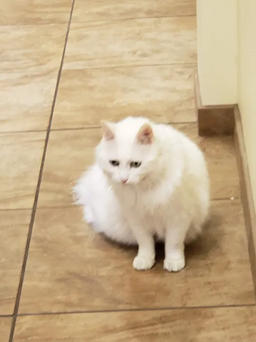 Lynnwood Animal Hospital 12