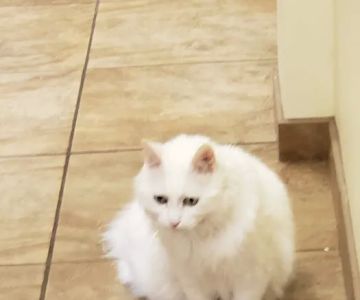 Lynnwood Animal Hospital
