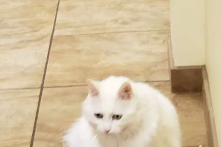 Lynnwood Animal Hospital