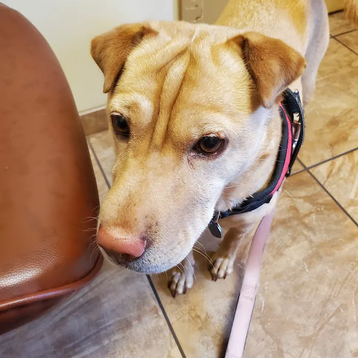 Lynnwood Animal Hospital 12