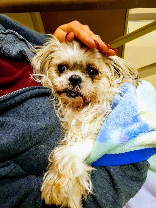 VCA Alderwood Companion Animal Hospital 12