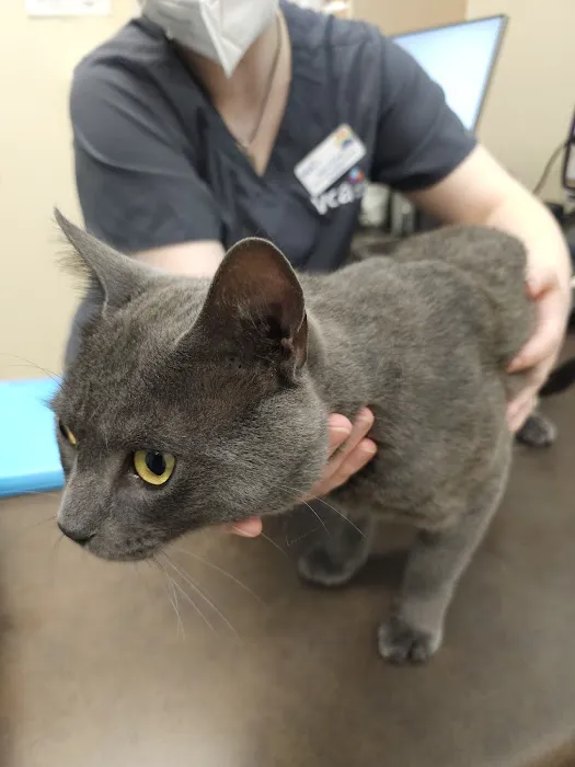 VCA Alderwood Companion Animal Hospital 12