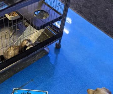 Pet Supplies Plus Woodhaven