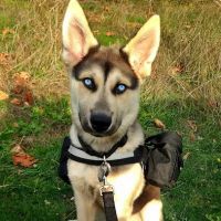 Banfield Pet Hospital ico