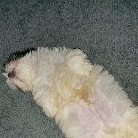 Pet Supplies Plus Southgate ico