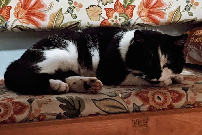 Feral Cat Spay Neuter Project 12