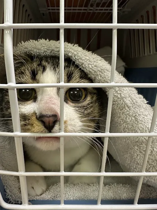 Feral Cat Spay Neuter Project 12