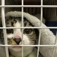 Feral Cat Spay Neuter Project ico