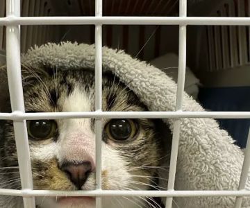 Feral Cat Spay Neuter Project