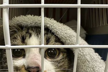 Feral Cat Spay Neuter Project