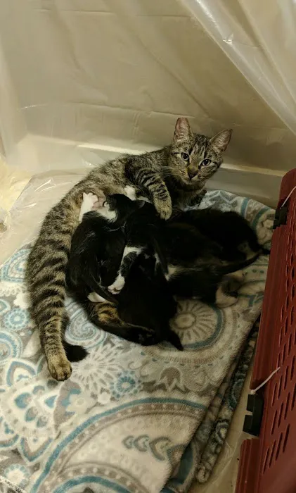 Feral Cat Spay Neuter Project 12