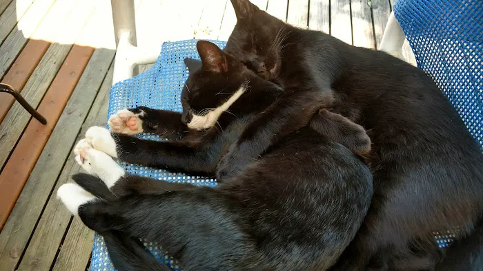 Feral Cat Spay Neuter Project 12