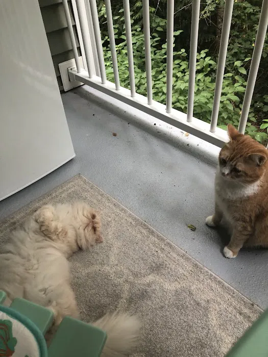 Feral Cat Spay Neuter Project 12