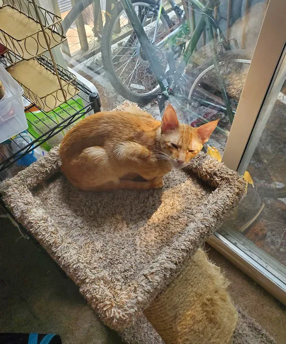 Feral Cat Spay Neuter Project 12