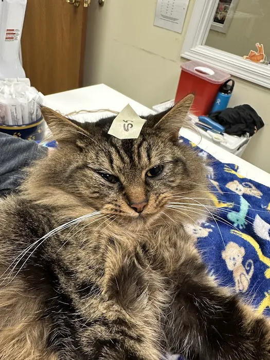 Feral Cat Spay Neuter Project 12