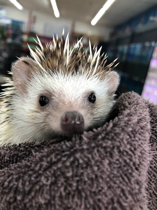 I Love My Pets 7