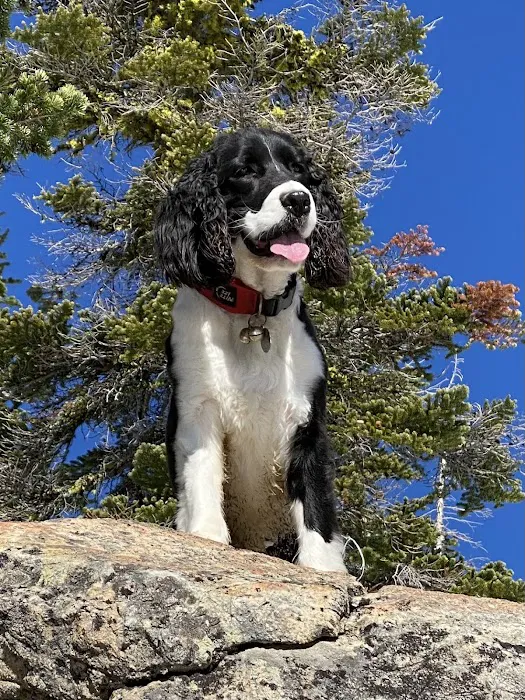 My Pet's Veterinary Urgent Care and Wellness 12