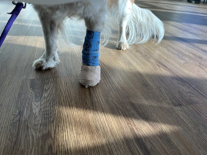 My Pet's Veterinary Urgent Care and Wellness 12