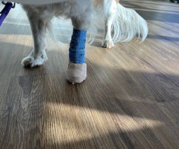 My Pet's Veterinary Urgent Care and Wellness