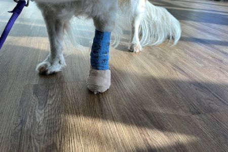 My Pet's Veterinary Urgent Care and Wellness
