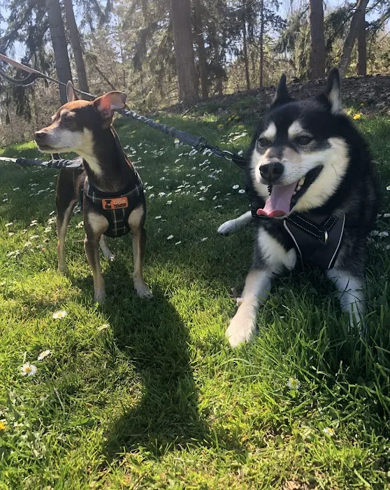 My Pet's Veterinary Urgent Care and Wellness 12