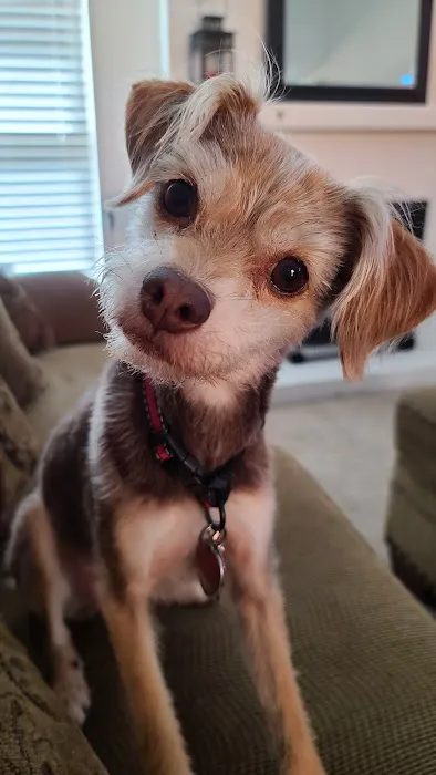 My Pet's Veterinary Urgent Care and Wellness 12