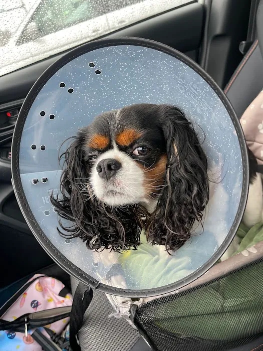 My Pet's Veterinary Urgent Care and Wellness 12