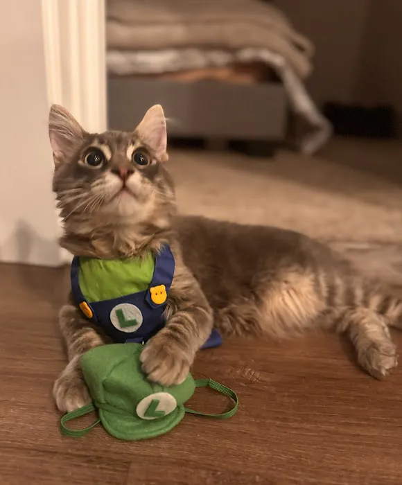 My Pet's Veterinary Urgent Care and Wellness 12