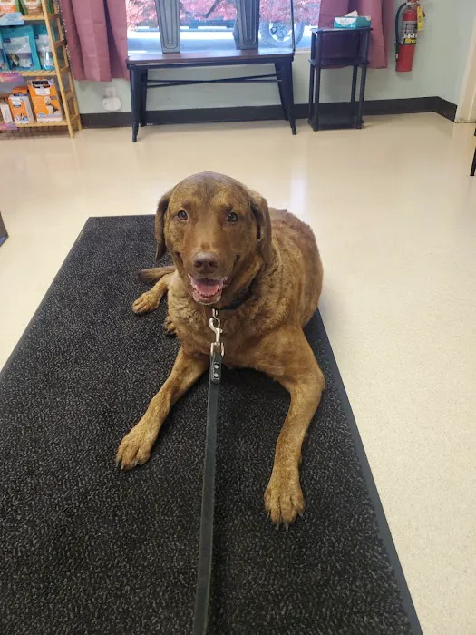VCA Rose Hill Animal Hospital 12