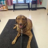 VCA Rose Hill Animal Hospital ico
