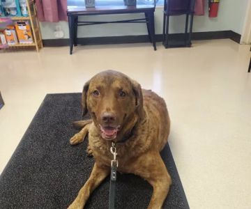 VCA Rose Hill Animal Hospital