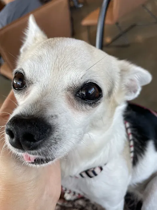 Northwest Animal Eye Specialists 12