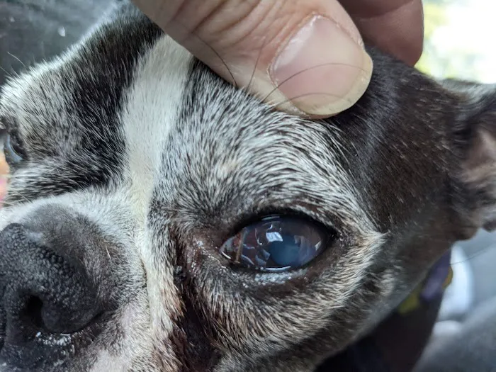 Northwest Animal Eye Specialists 12