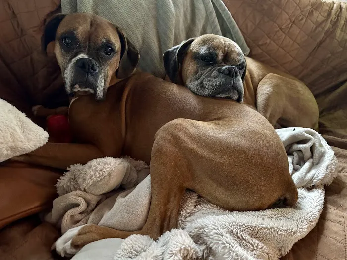 L&L Animal Urgent Care 12