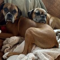 L&L Animal Urgent Care ico