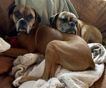 L&L Animal Urgent Care